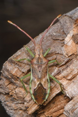 Gonocerus juniperi