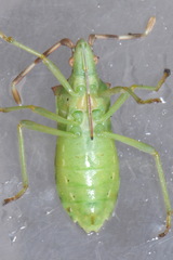 Gonocerus juniperi
