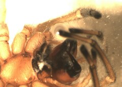 Cheiracanthium punctorium