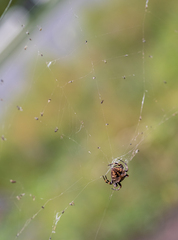 Araneus angulatus