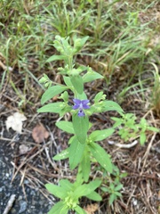 Trichostema dichotomum