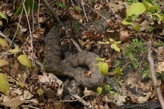 Nerodia rhombifer