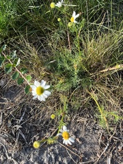 Tripleurospermum