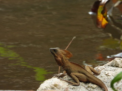 Basiliscus vittatus