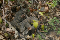 Nerodia rhombifer