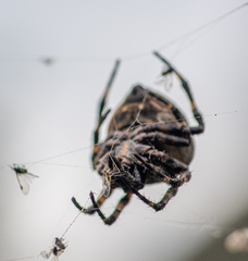 Araneus angulatus