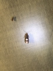 Eucosma parmatana