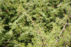 Juniperus deltoides