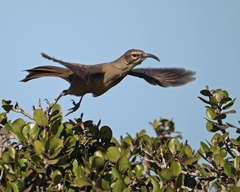 Toxostoma redivivum