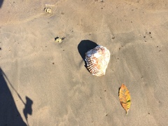 Titanostrombus galeatus