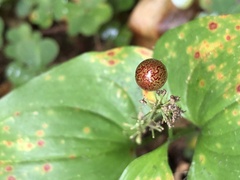 Maianthemum dilatatum