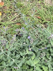 Megachile sculpturalis