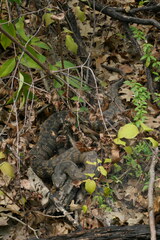 Nerodia rhombifer