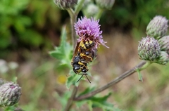 Philanthus triangulum