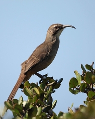 Toxostoma redivivum