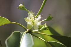 Lophostemon confertus