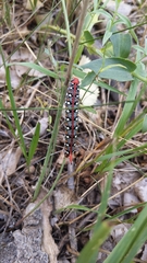 Hyles euphorbiae