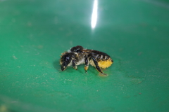 Megachilinae