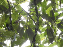 Citharexylum subflavescens