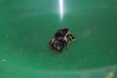 Megachilinae