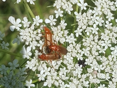 Rhagonycha fulva