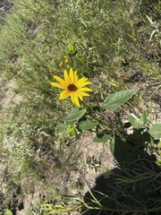 Helianthus petiolaris