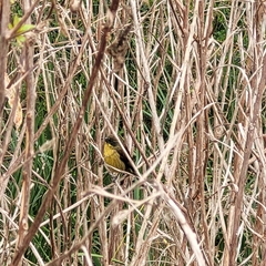 Agelasticus cyanopus