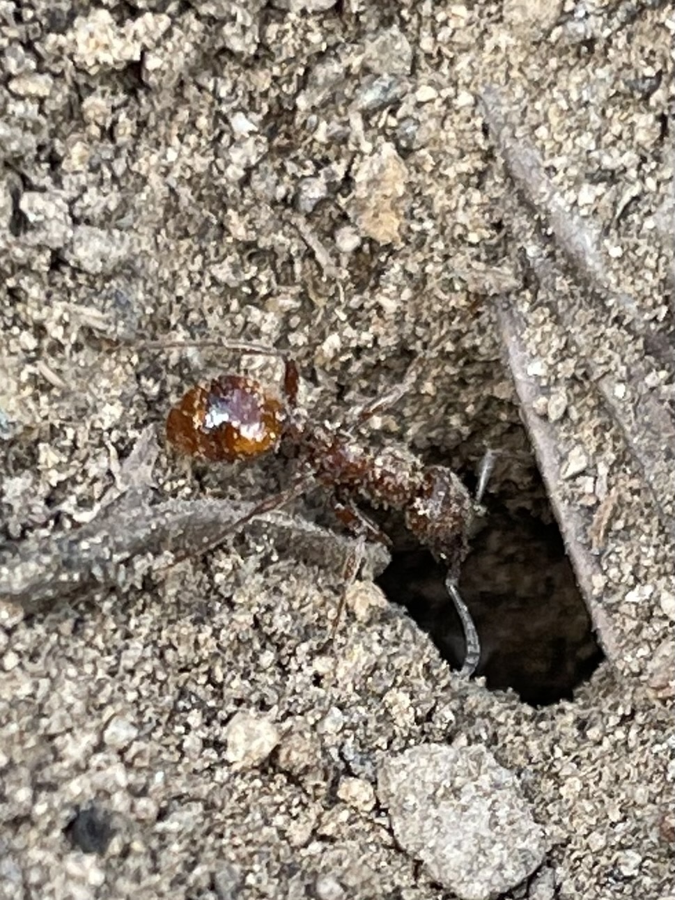 Manica