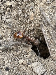 Manica