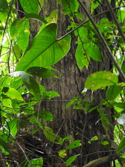 Citharexylum subflavescens
