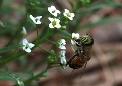 Eristalinus taeniops