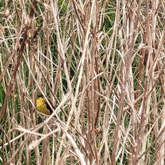 Agelasticus cyanopus