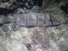 Acanthurus triostegus