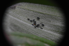 Aphidomorpha