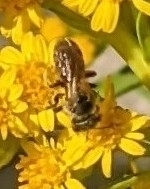 Halictus ligatus