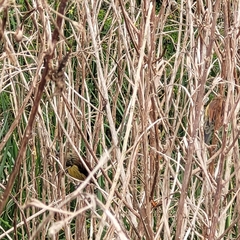 Agelasticus cyanopus