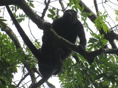 Alouatta pigra