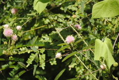 Mimosa quadrivalvis
