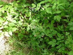 Aquilegia canadensis