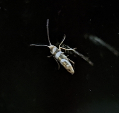 Argyresthia goedartella