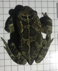 Sclerophrys pantherina
