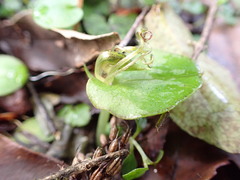 Corybas