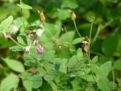 Aquilegia canadensis