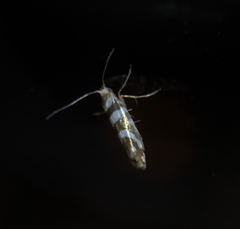 Argyresthia goedartella