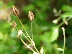Aquilegia canadensis