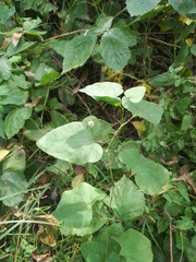 Aristolochia clematitis