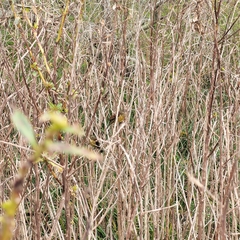 Agelasticus cyanopus