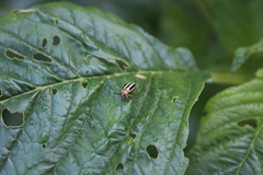Disonycha glabrata