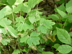 Aquilegia canadensis