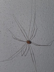 Leiobunum limbatum